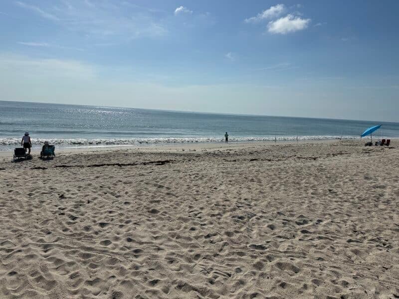 Today's seaweed snapshot 7 sargassum sebastian inlet state park