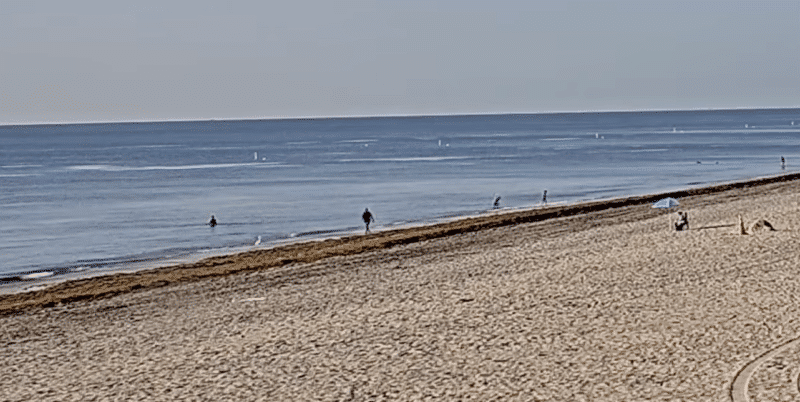Seaweed snapshots (& live beach cams) 2 sargassum seaweed Image 8 18 26 at 8.46 AM Seaweed snapshots (& live beach cams)