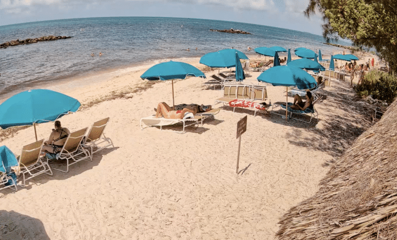 Seaweed snapshots (& live beach cams) 1 sargassum seaweed Image 8 9 26 at 12.19 PM Seaweed snapshots (& live beach cams)
