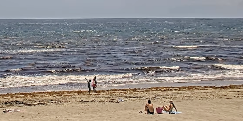 Seaweed snapshots (& live beach cams) 3 sargassum seaweed Image 8 9 26 at 12.31 PM Seaweed snapshots (& live beach cams)