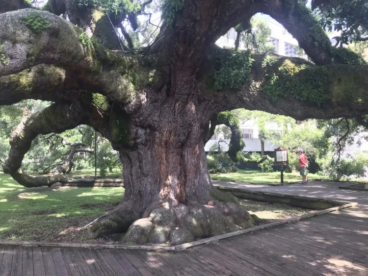 Visiting Jacksonville: Across the St. Johns River from the Riverside Avondale Park historic district is Jessie Ball duPont Park, home of the Treaty Oak, a huge sprawling ancient live oak tree .(Photo: David Blasco)