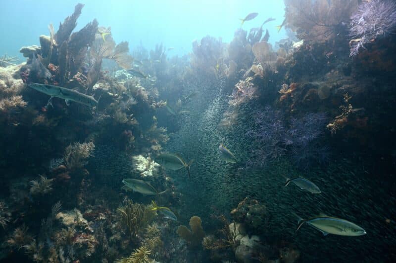 Florida State Parks photo honors: The People's Choice Awards 6 florida state parks John Pennekamp Coral Reef State Park Waterscapes Pro Hobbyist Michael Schilling Pennekamp Reef Scene Florida State Parks photo honors: The People's Choice Awards
