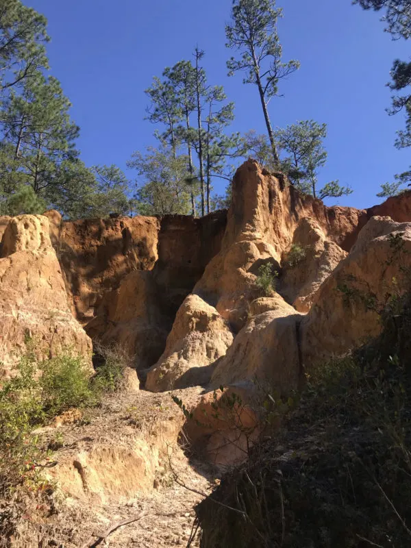 Red clay cliffs near the Juniper Creek Trail near Milton FL are an unusual landscape for Florida. (Photo: Bonnie Gross)