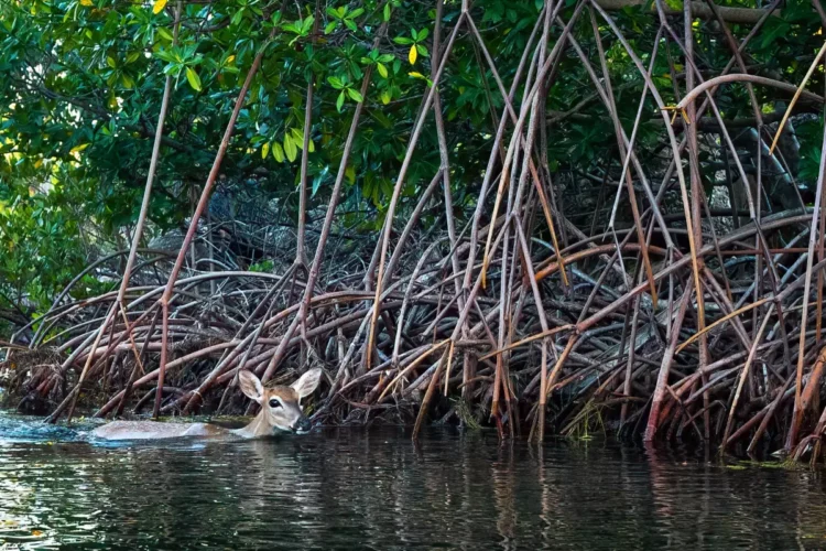 Key deer doe swimming by red mangroves. Photo by Kristie Killam.