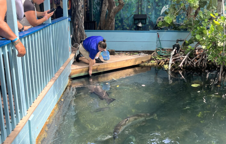 Tour guide feeds the fish in the living mangrove lagoon at Key West Aquarium. (Photo: Bonnie Gross)