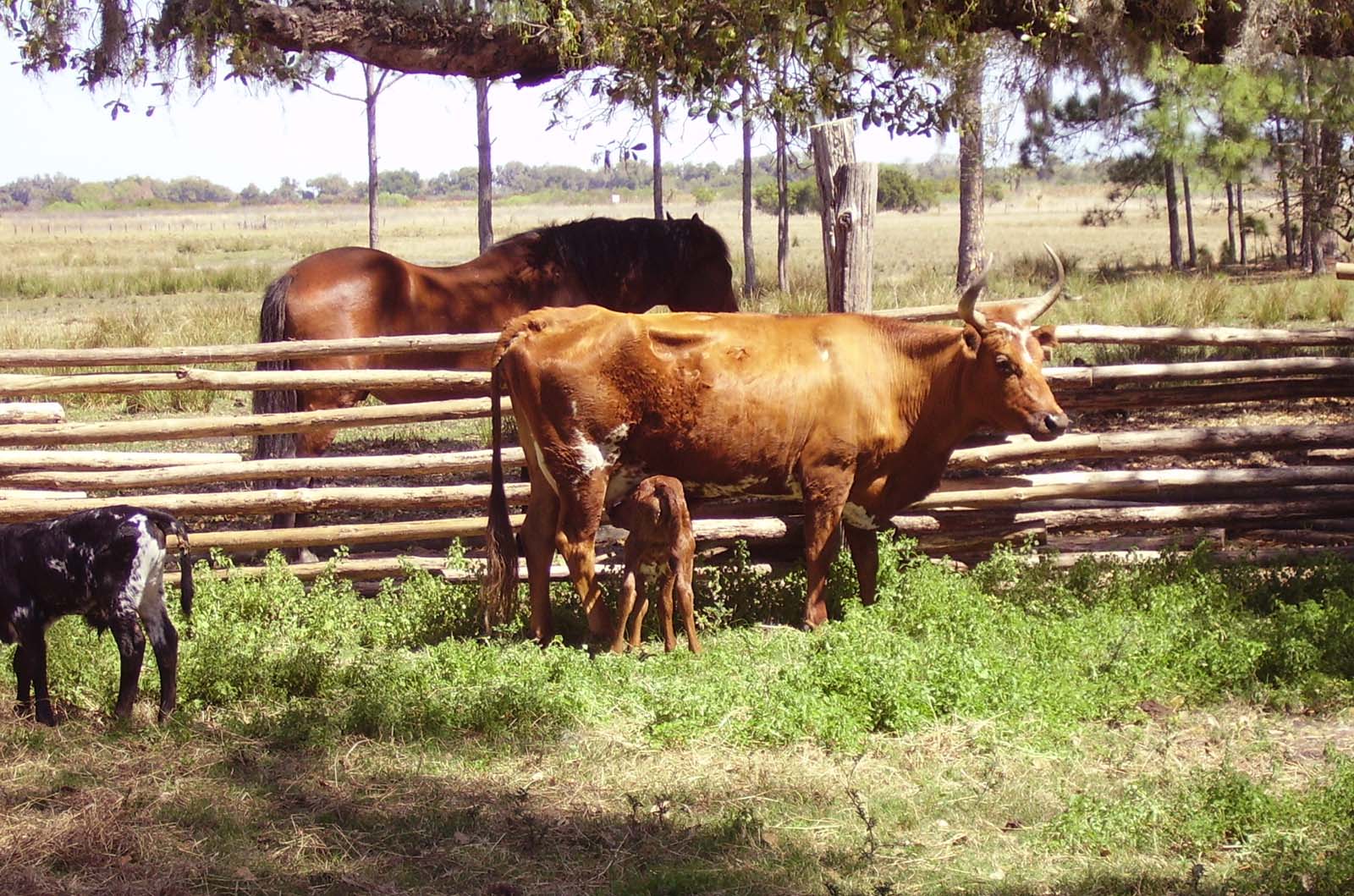 The Cracker cows at Lake Kissimmee State Park are descendents of those brought here by Spanish explorers. (Photo: David Blasco)