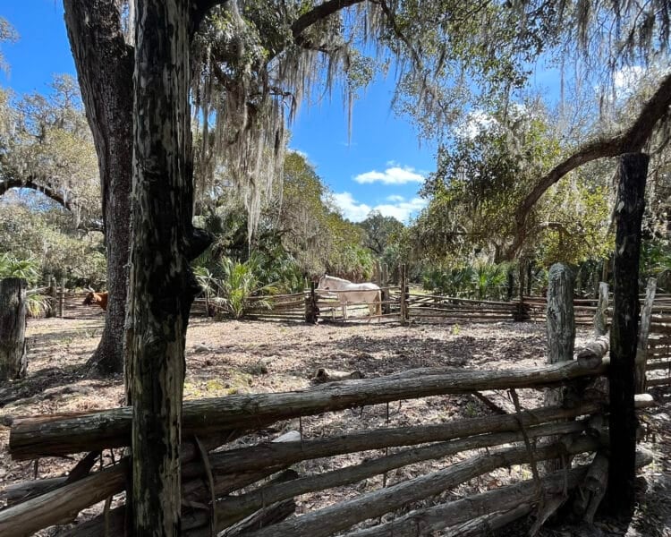 Best Florida camping: A few of our favorite campgrounds 6 best florida camping Lake kissimmee cracker horse Best Florida camping: A few of our favorite campgrounds