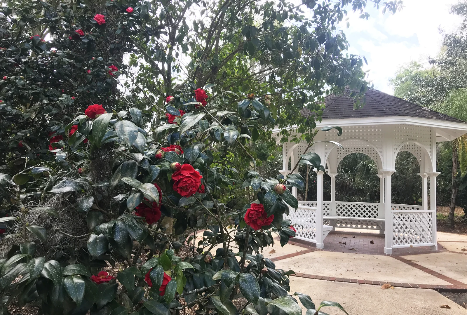 Things to do in Winter Park: Camellias blooming near a gazebo at Harry P. Leu Botanical Gardens (Photo: Bonnie Gross)