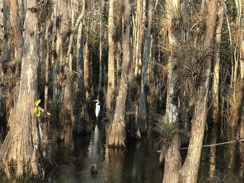 Loop Road in the Everglades: Birds and gators are easy to spot in winter. (Photo: Bonnie Gross)