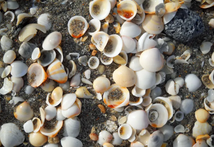 Seashells are plentiful at John D. MacArthur Beach State Park. (Photo: Bonnie Gross)