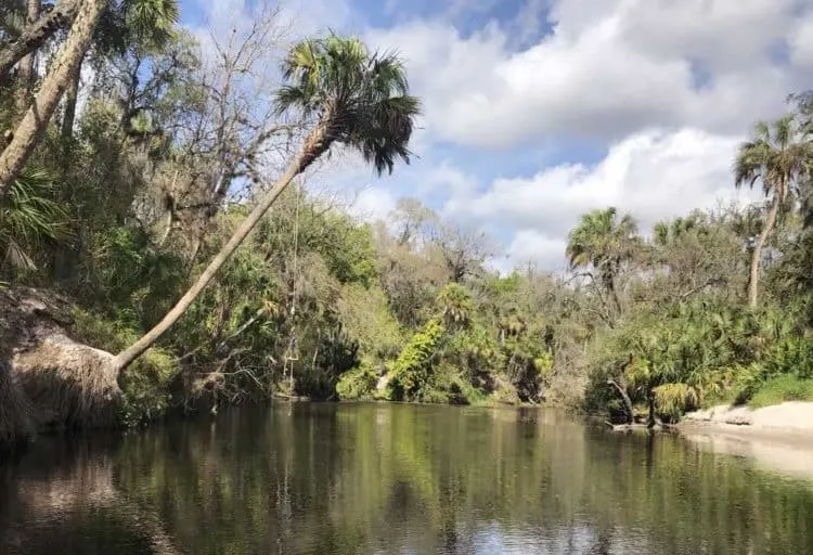 A rope swing hanging from a palm tree along the Upper Manatee River suggests this is a popular place for summertime swimming. (Photo: Bonnie Gross)