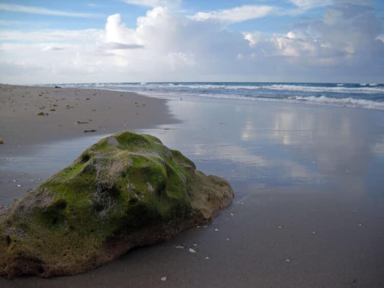 John D. MacArthur Beach Park: Perfect blend of kayaking, snorkeling, beach 1 Rock at the beach at MacArthur Beach State Park. The coquina rocks off shore form a reef that is good for snorkeling. (Photo: Bonnie Gross)