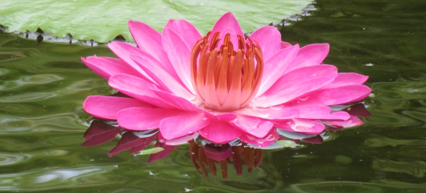 Waterlily McKee Botanical Garden in Vero Beach