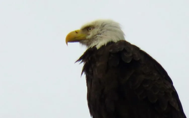 Eagle in Merritt Island National Wildlife Refuge, one of two we spotted. (Photo: David Blasco)