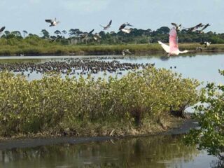 National Wildlife Refuges in Florida: Merritt Island National Wildlife Refuge: Birds flock to wetlands along Blackpoint Wildlife Drive. (Photo: Bonnie Gross)