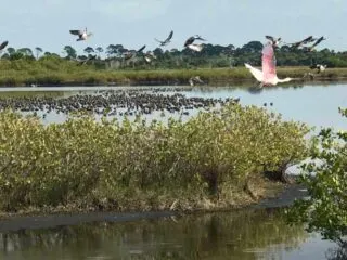 National Wildlife Refuges in Florida: Merritt Island National Wildlife Refuge: Birds flock to wetlands along Blackpoint Wildlife Drive. (Photo: Bonnie Gross)