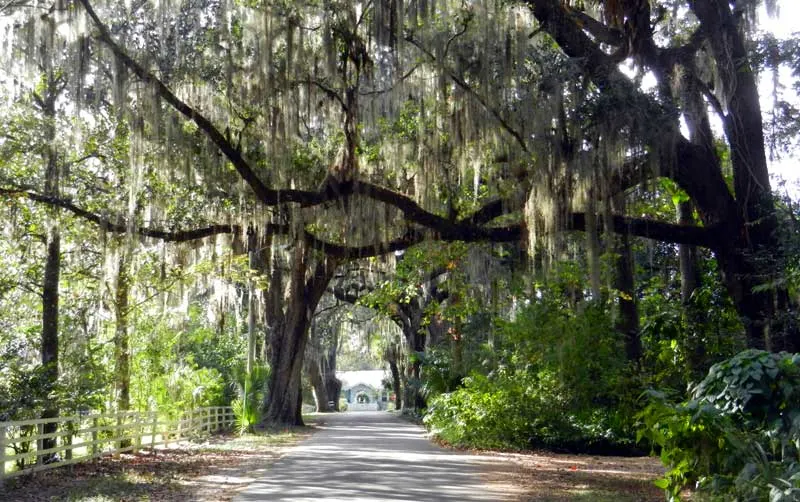 This is Old Florida: Oak trees in Micanopy FL.