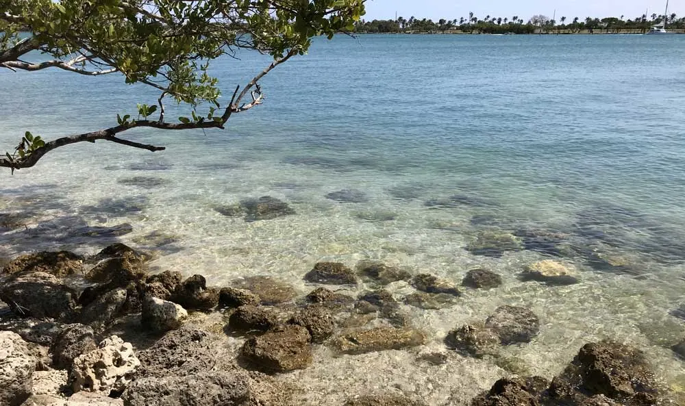 Clear water along Biscayne Bay at Oleta River State Park. (Photo: Bonnie Gross)