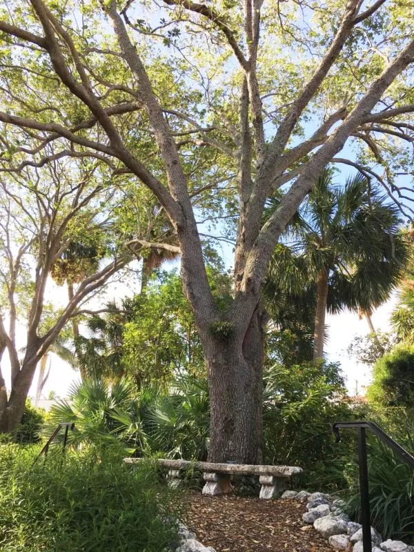 pan's garden Pans Garden oak tree e Palm Beach island garden: Serene, hidden, one of a kind