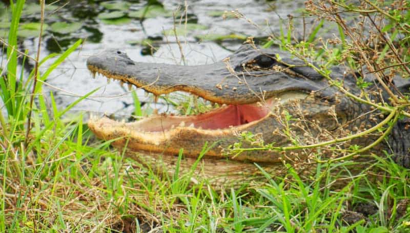 Florida hiking trails: Happy alligator along La Chua Trail at  Paynes Prairie Preserve State Park near Gainesville. (Photo: Bonnie Gross)