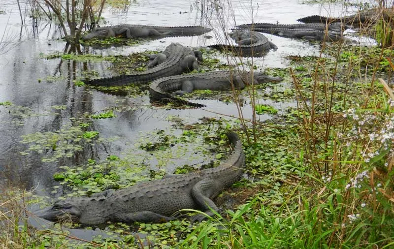 Paynes Prairie Preserve State Park near Gainesville: The La Chua Trail is also popular with alligators. (Photo: Bonnie Gross)