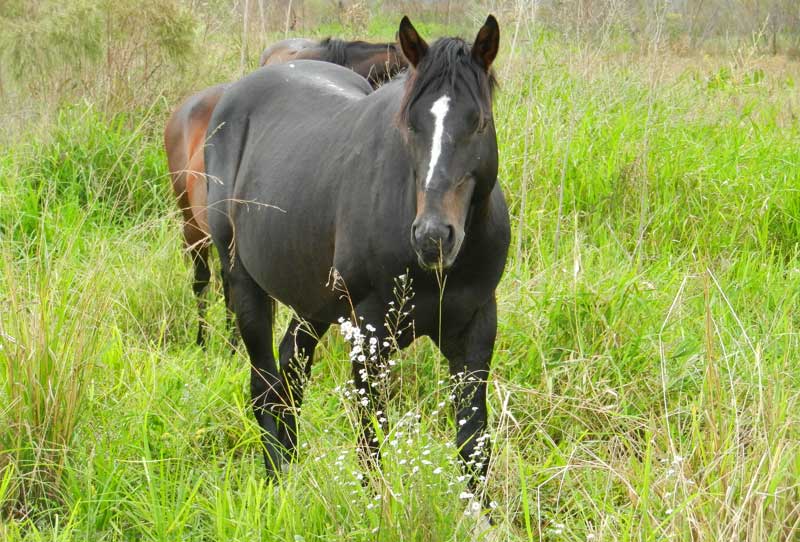 Wild horse, Paynes Prairie Preserve State Park near Gainesville.