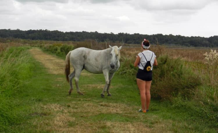 Ten great places for winter wildlife viewing; some off the beaten track 8 Wild horse in Paynes Prairie Preserve State Park near Gainesville. (Photo: Bonnie Gross)