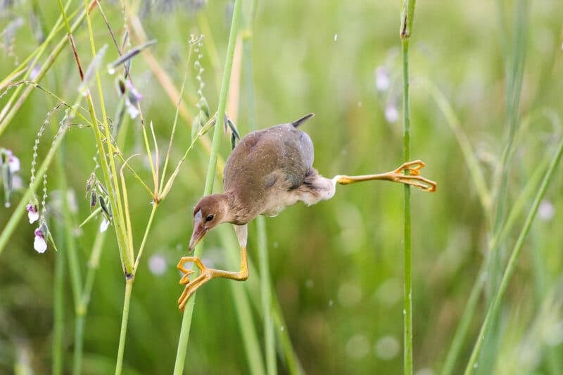 Florida State Parks photo contest: Grand Prize winners 'Capture the Real Florida' 4 Paynes Prairie Preserve State Park bird is purple gallinule