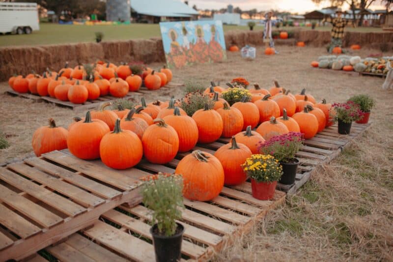 13 Florida harvest festivals: Get a taste of fall, even in Florida 9 florida harvest festival Pumpkin Patch amber brooks 13 Florida harvest festivals: Get a taste of fall, even in Florida