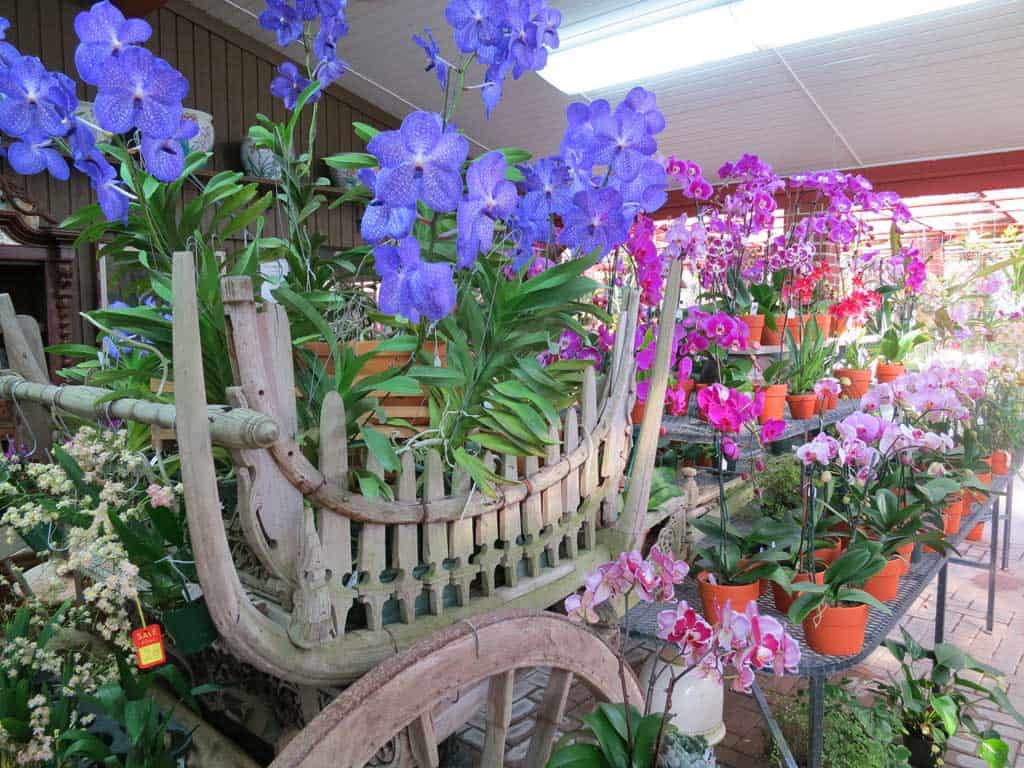Displays are over the top at R F Orchids in the Redland. (Photo: Bonnie Gross)