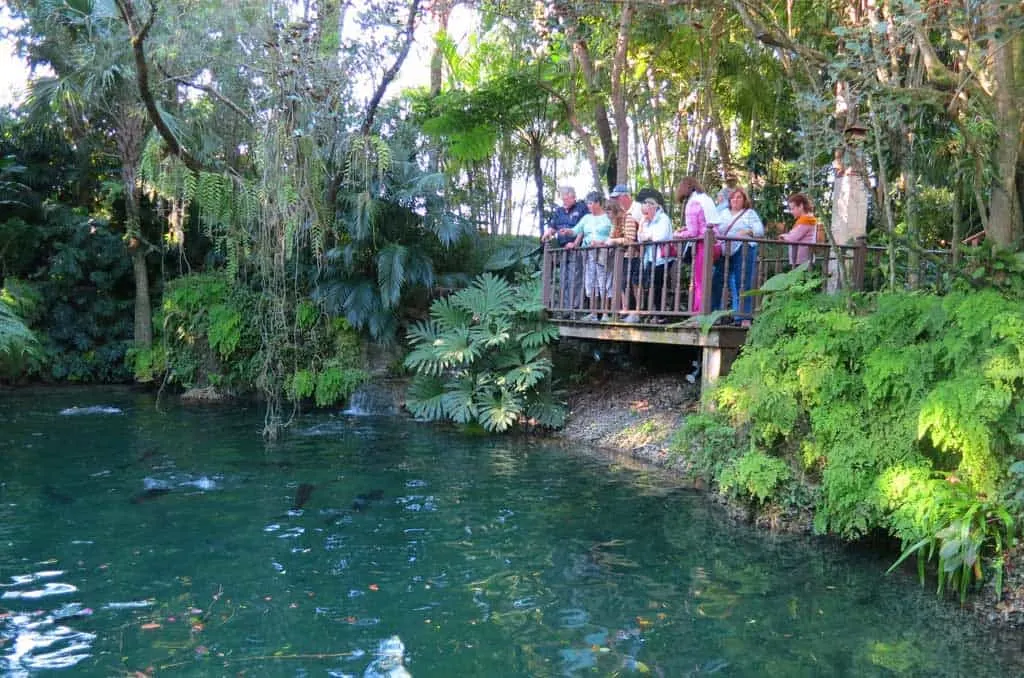 On the grounds of Robert Fuchs' home is a fern-rimmed pond with an alligator, South American pacu fish and exotic catfish. It is one of the surprising part of the R F Orchids tours. (Photo: Bonnie Gross)
