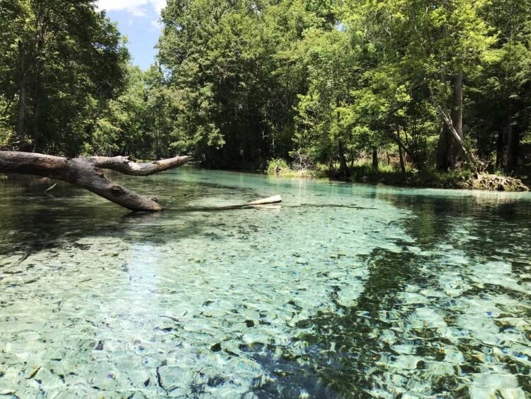 Along the spring run at Gilchrist Blue Springs State Park along the Santa Fe. (Photo: Bonnie Gross)