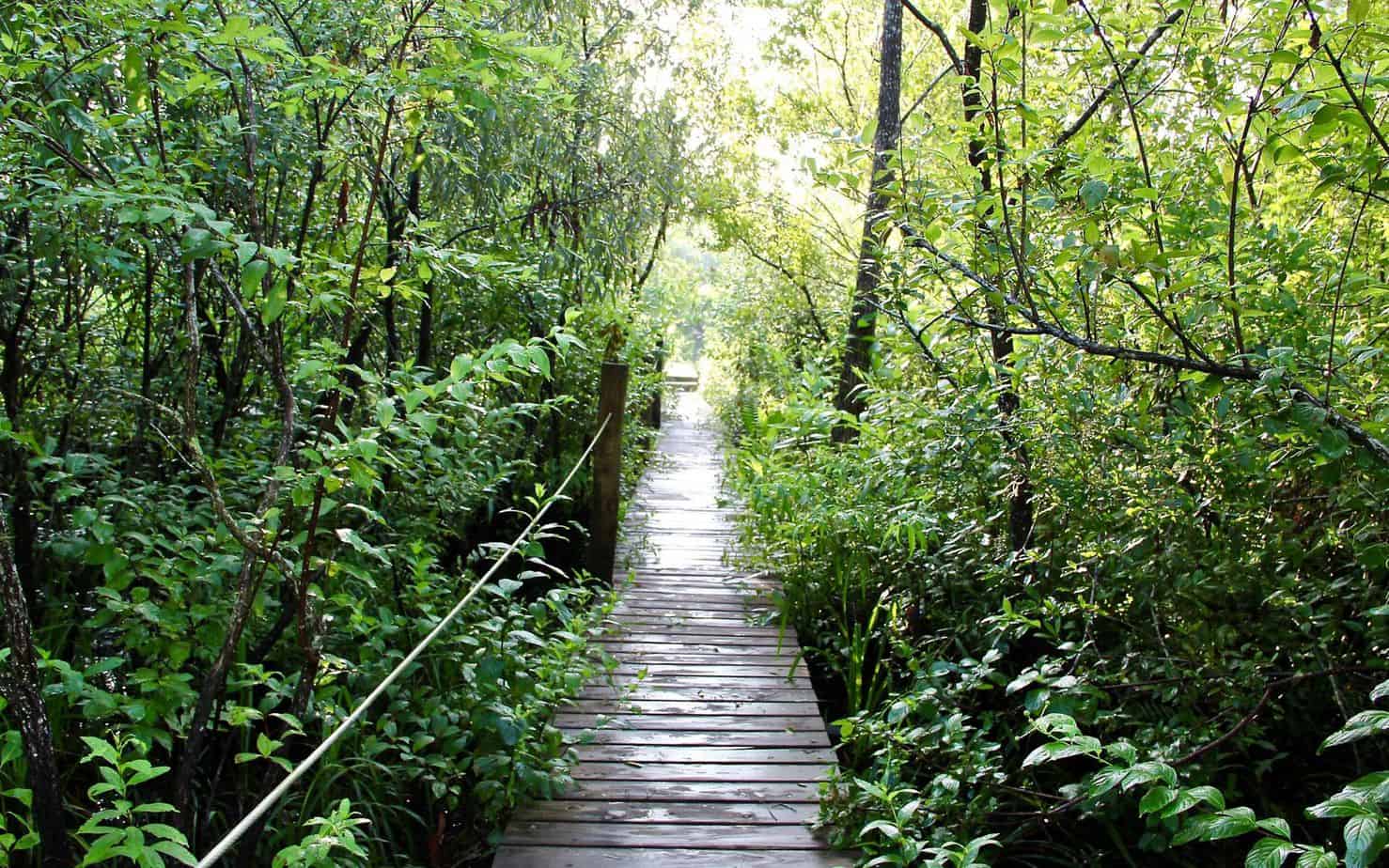 Florida hiking trails: Tiger Creek Preserve. (Photo courtesy the Nature Conservancy.) 