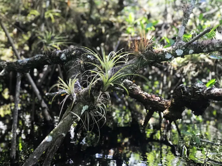 One thing that makes the Turner River so impressive is the profusion of air plants. (Photo: Bonnie Gross)