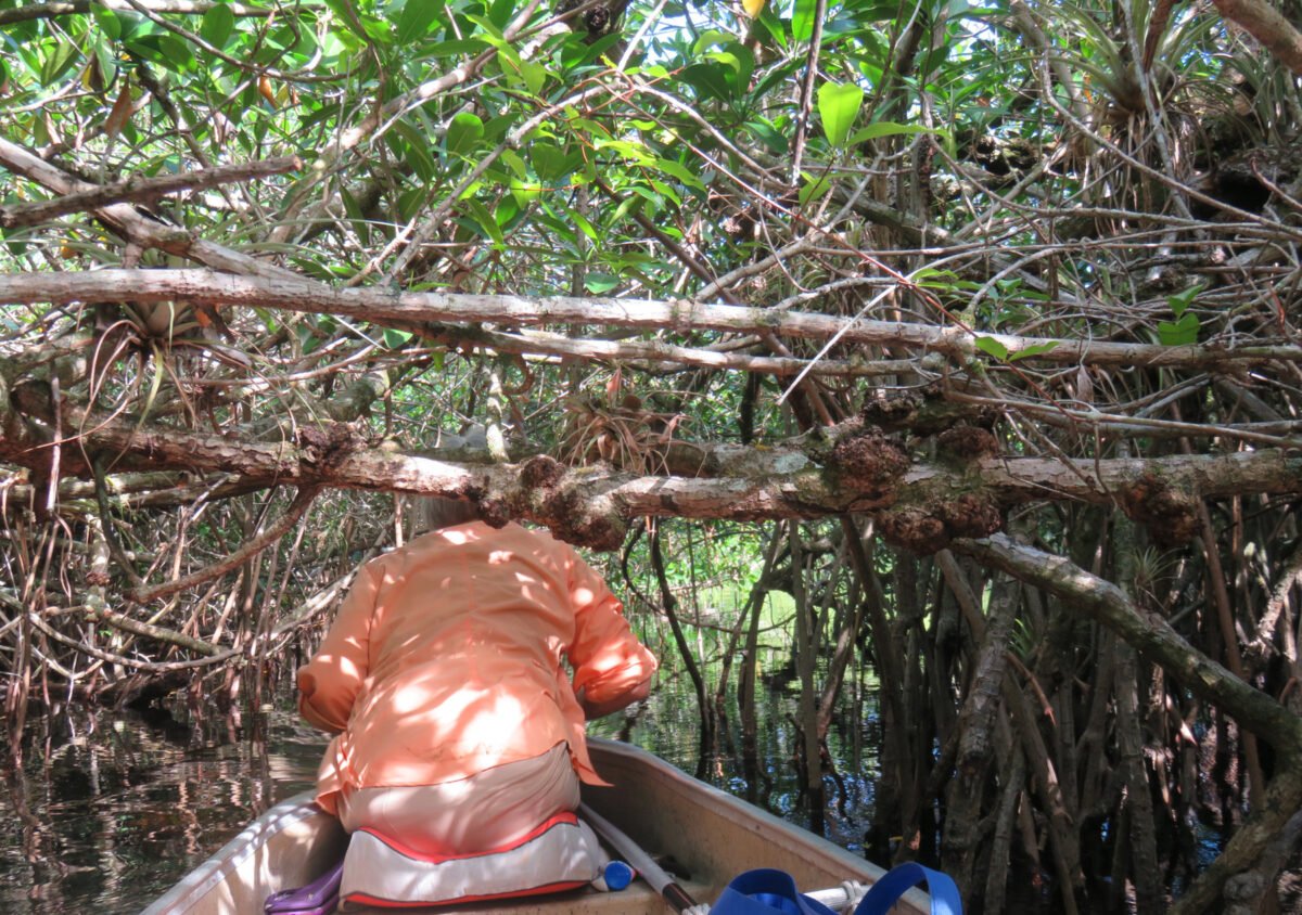 Turner River kayak trail The best in the Everglades