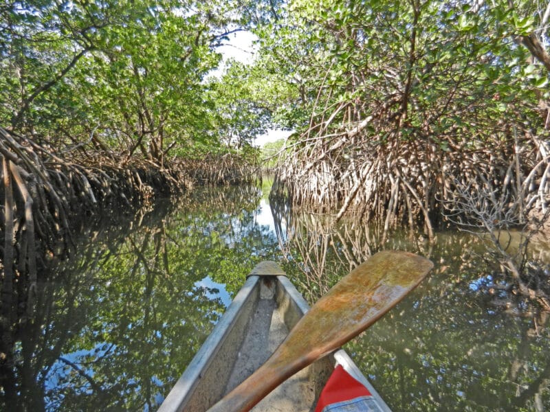 West Lake Park kayaking: A little bit of nature hiding in Broward 2 West Lake Park kayaking: Mangrove tunnel. Photo: Bonnie Gross
