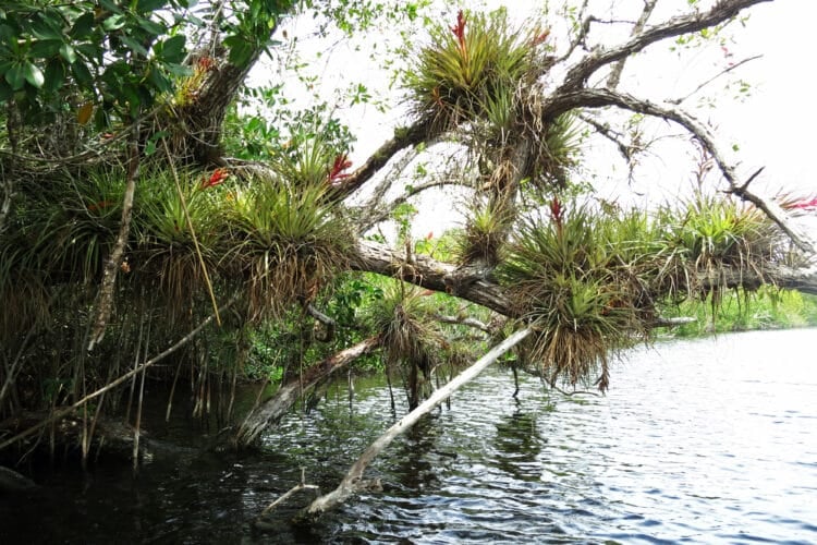 Take a perfect trip to Everglades City 11 Airplants along Halfway Creek in Big Cypress Preserve near Everglades City. (Photo: Bonnie Gross)