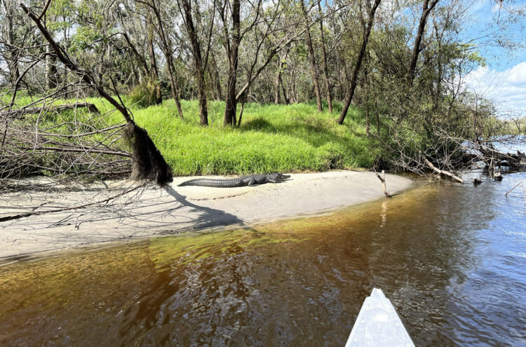 An alligator on a sandbar while canoeing the  Peace River. (Photo: Bonnie Gross)