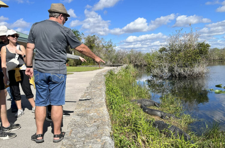 everglades national park alligators anhinga trail everglades NP Everglades National Park: Insider tips from a longtime local