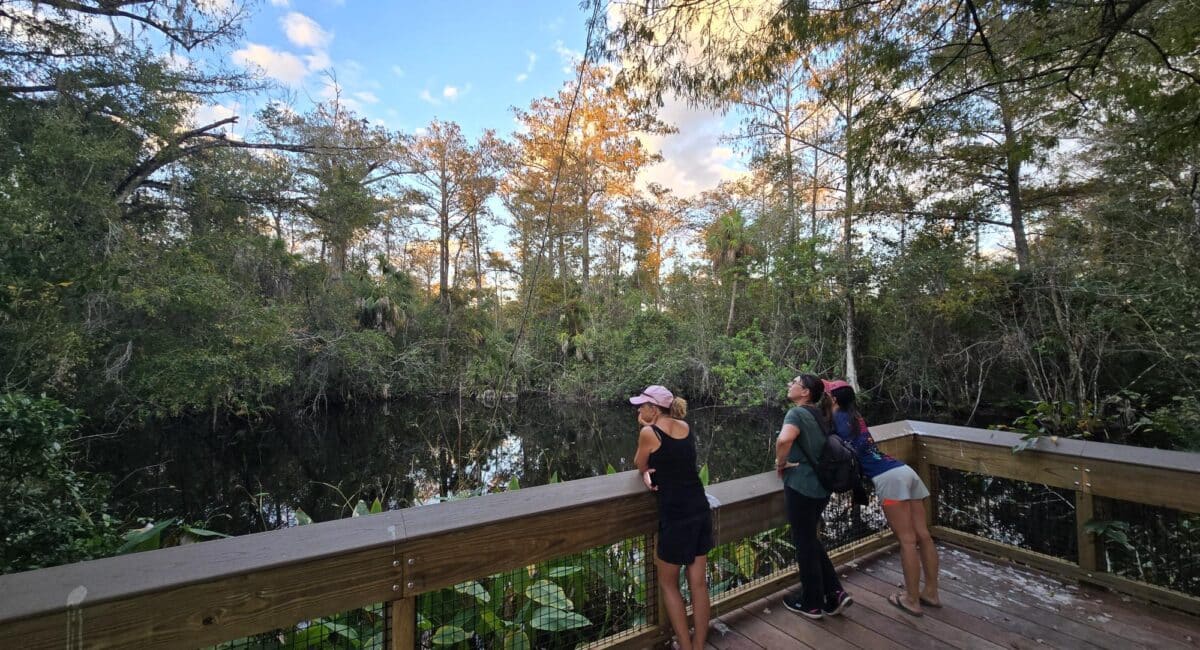 Fakahatchee Strand Preserve State Park, boardwalk