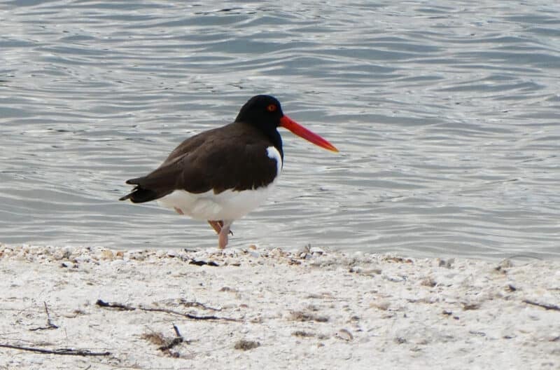 Kayak to your own tiny paradise: Exploring spoil islands in the Indian River Lagoon 5 An American oystercatcher on the beach at a spoil island off Sebastian. (Photo: David Blasco)