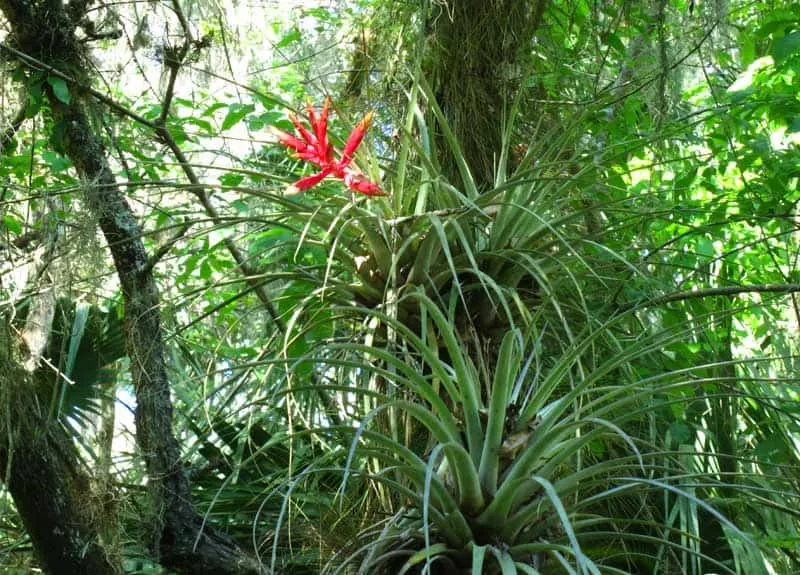 Airplants decorated the cypress and oak trees while we were kayaking Arbuckle Creek.