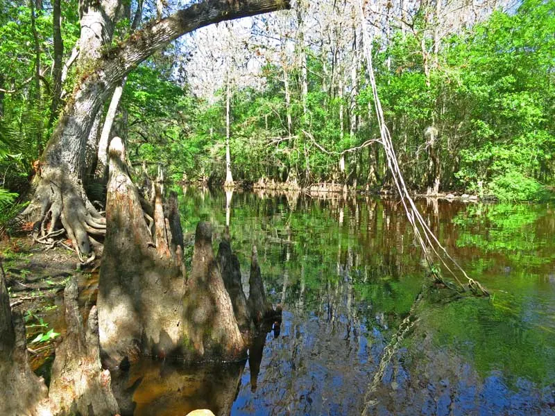 Cypress knees on Arbuckle Creek FL