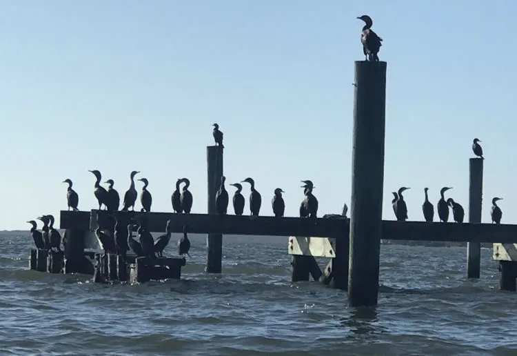 Birders will see cormorants and more around Atsena Otie. (Photo: Bonnie Gross)