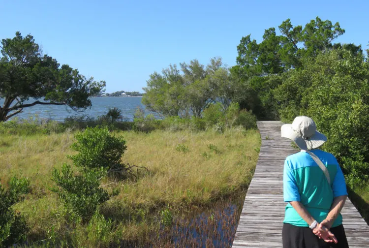 A trail that begins as a boardwalk leads to the interior of Atsena Otie, where you find what little remains of the historic village that predated the current Cedar Key. (Photo: David Blasco)