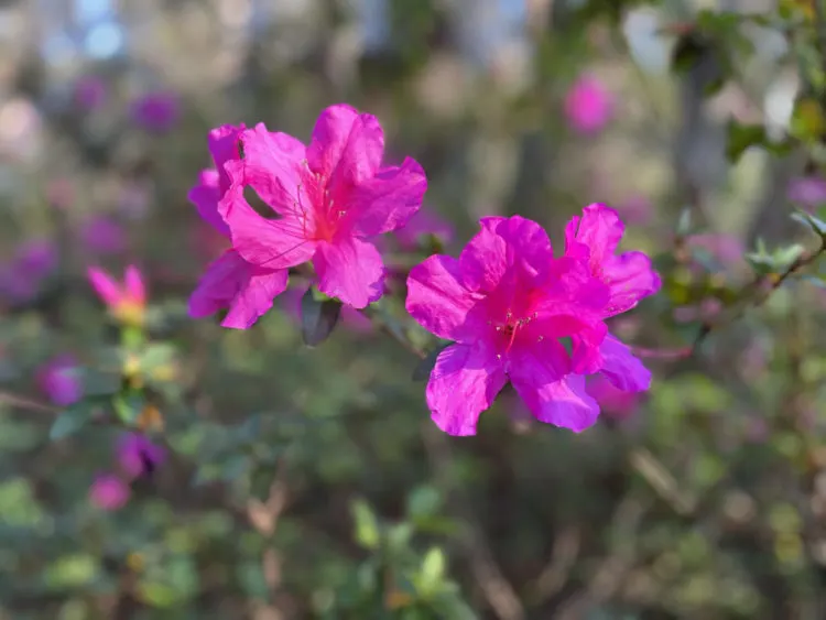 Azaleas add beauty to the lovely grounds of Dade Battlefield Historic State Park. (Photo: Bonnie Gross)