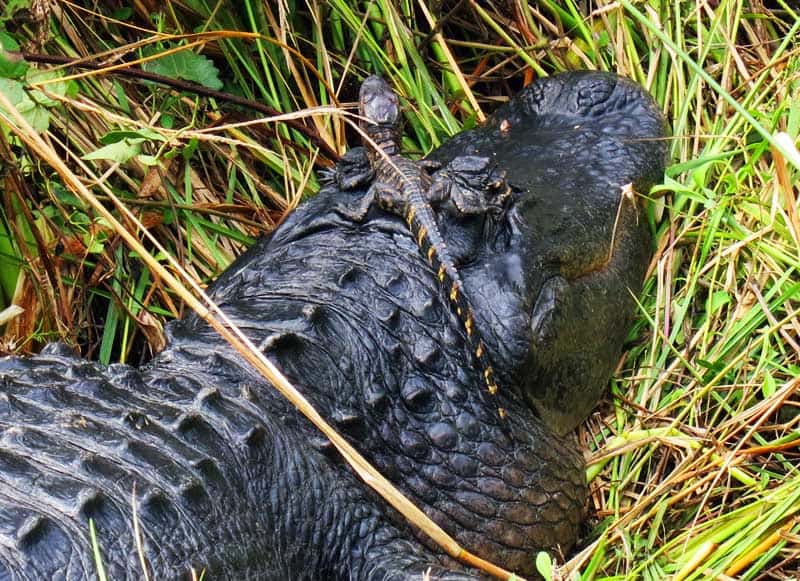 At Shark Valley in early January, this pair were so close, you had to walk to the other side of the paved path to avoid crowding them. (Never crowd a Mama Gator!) There were six oher young gators in the grass around Big Mama.