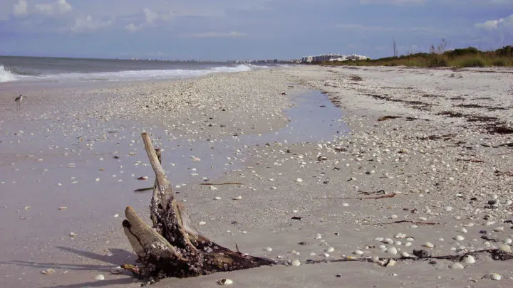 Shells on Barefoot Beach. (Photo: Bonnie Gross)