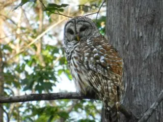This barred owl at Arbunkle Creek swiveled his head to follow us as we paddled under his tree.