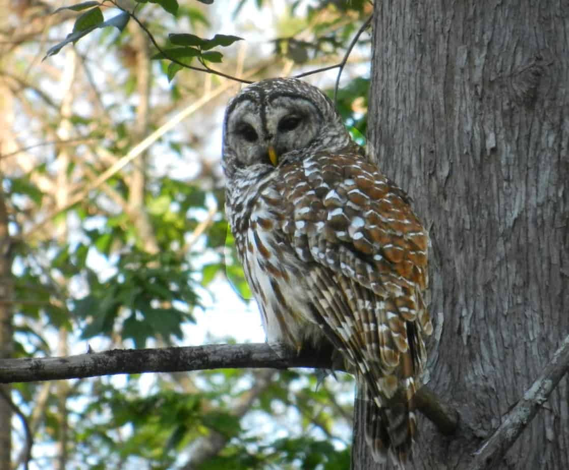 This barred owl at Arbunkle Creek FL swiveled his head to follow us as we paddled under his tree.